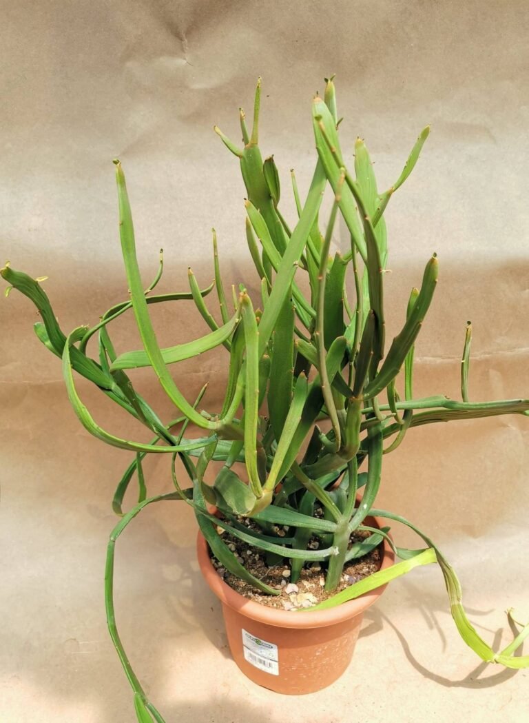 Euphorbia Xylophylloides Big Size