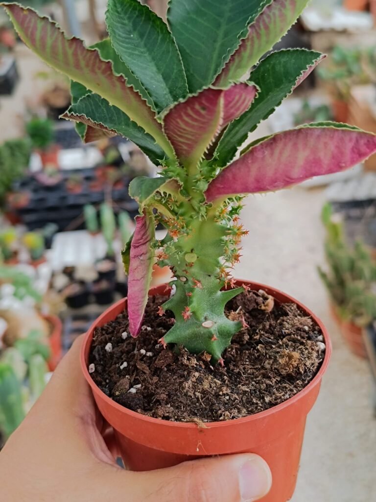 Monadenium Spectabile