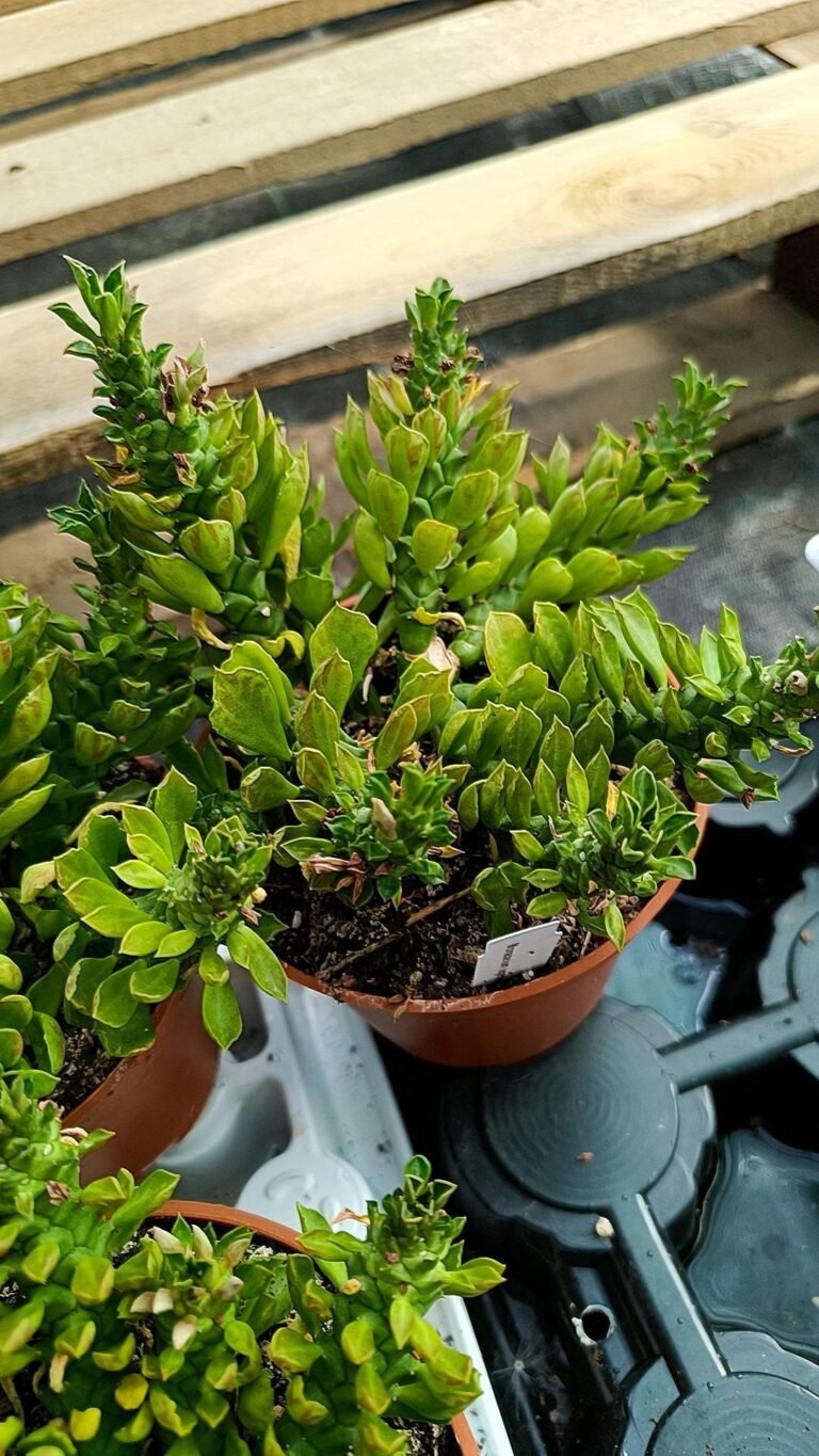 Monadenium Stapelioides