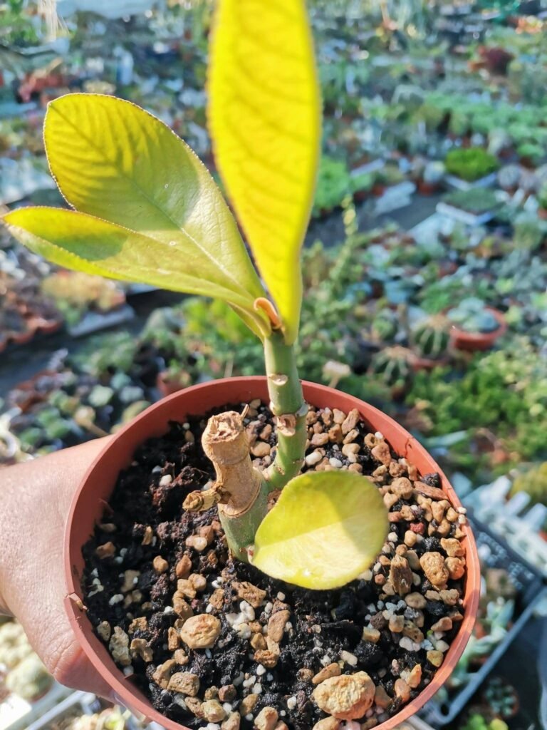Synadenium Grantii