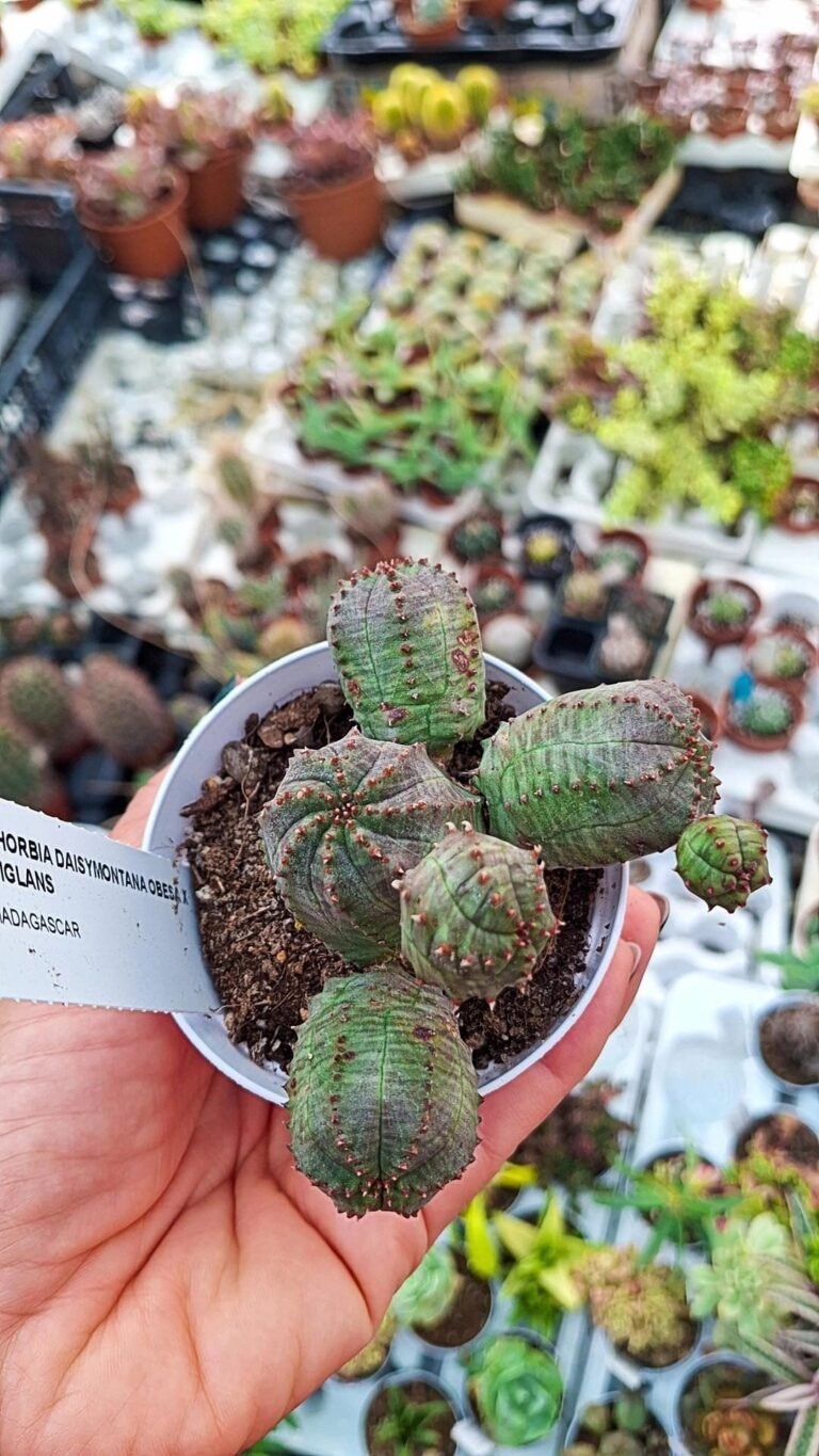 euphorbia daisymontana obesa x tubiglans