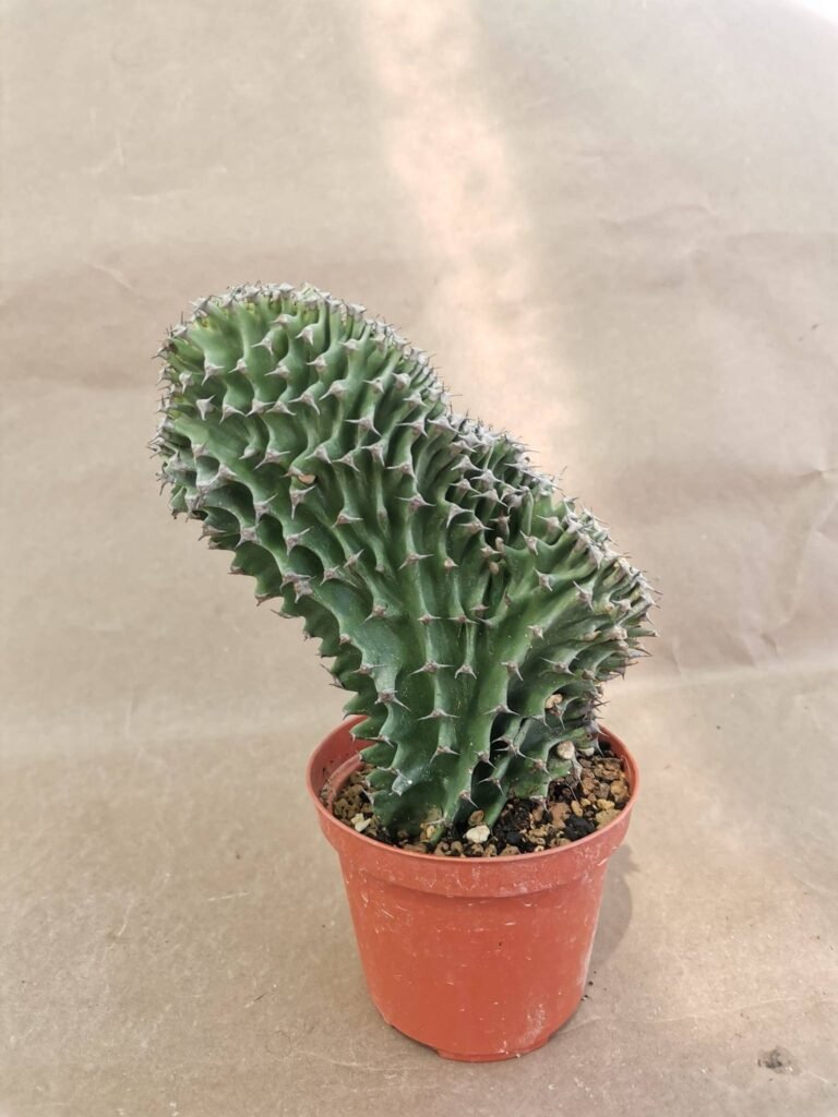 Euphorbia Eritrea Crestata