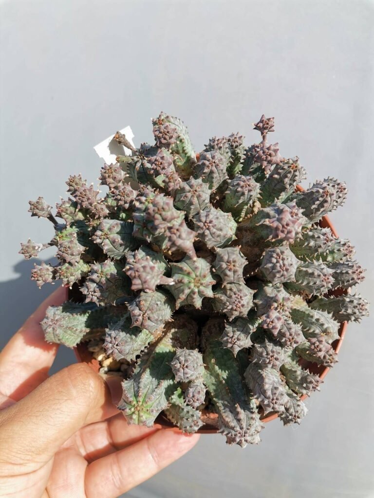 Euphorbia Pseudoglobosa