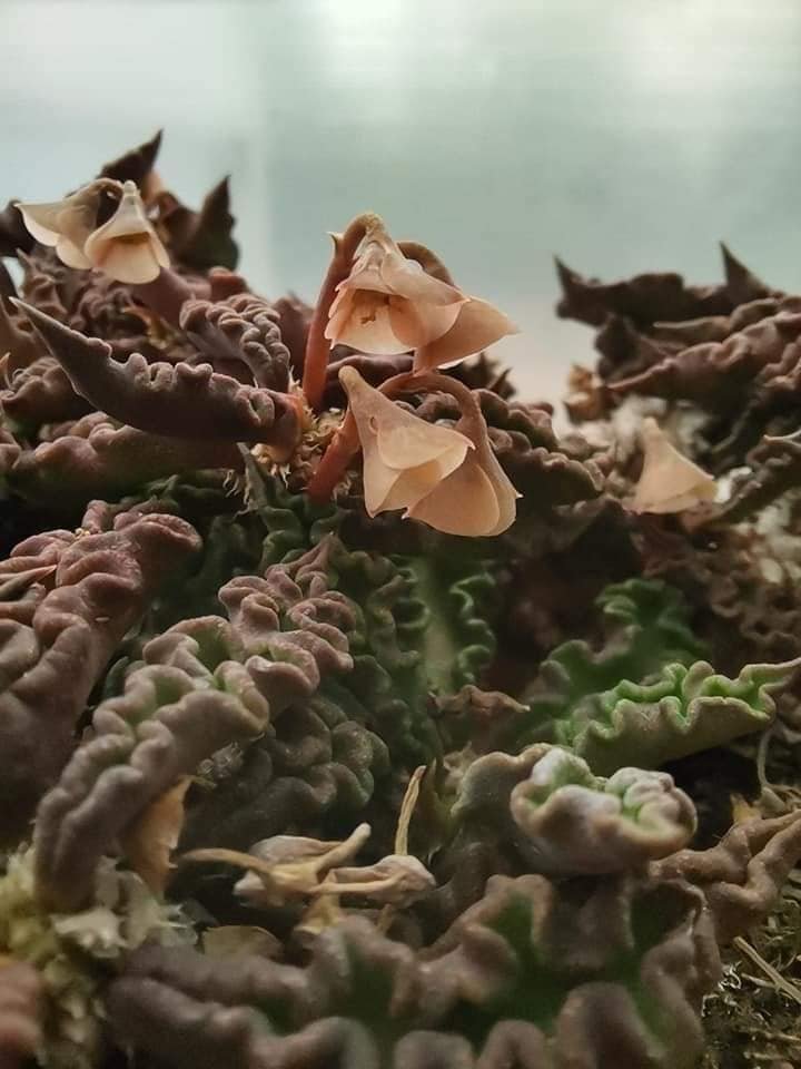 Euphorbia Decaryi v. Spirosticha