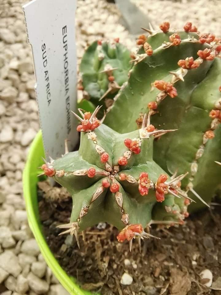 Euphorbia Echinus