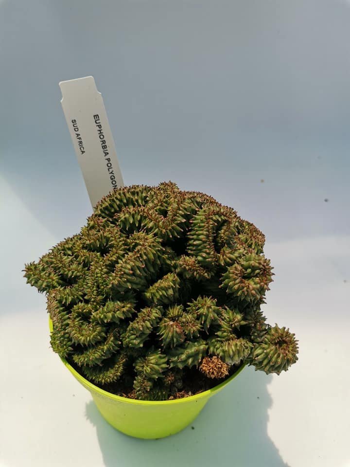 Euphorbia Elf Green Crestata
