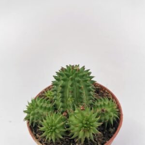 Euphorbia Suzannae
