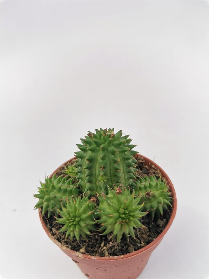Euphorbia Suzannae