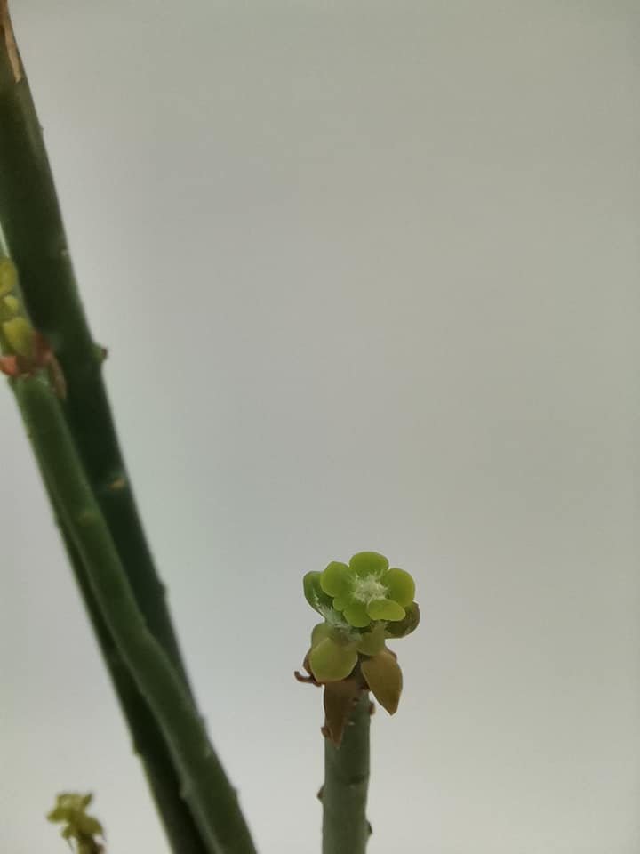 Euphorbia Tirucalli o Albero della Matita