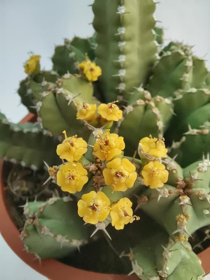 Euphorbia Makallensis