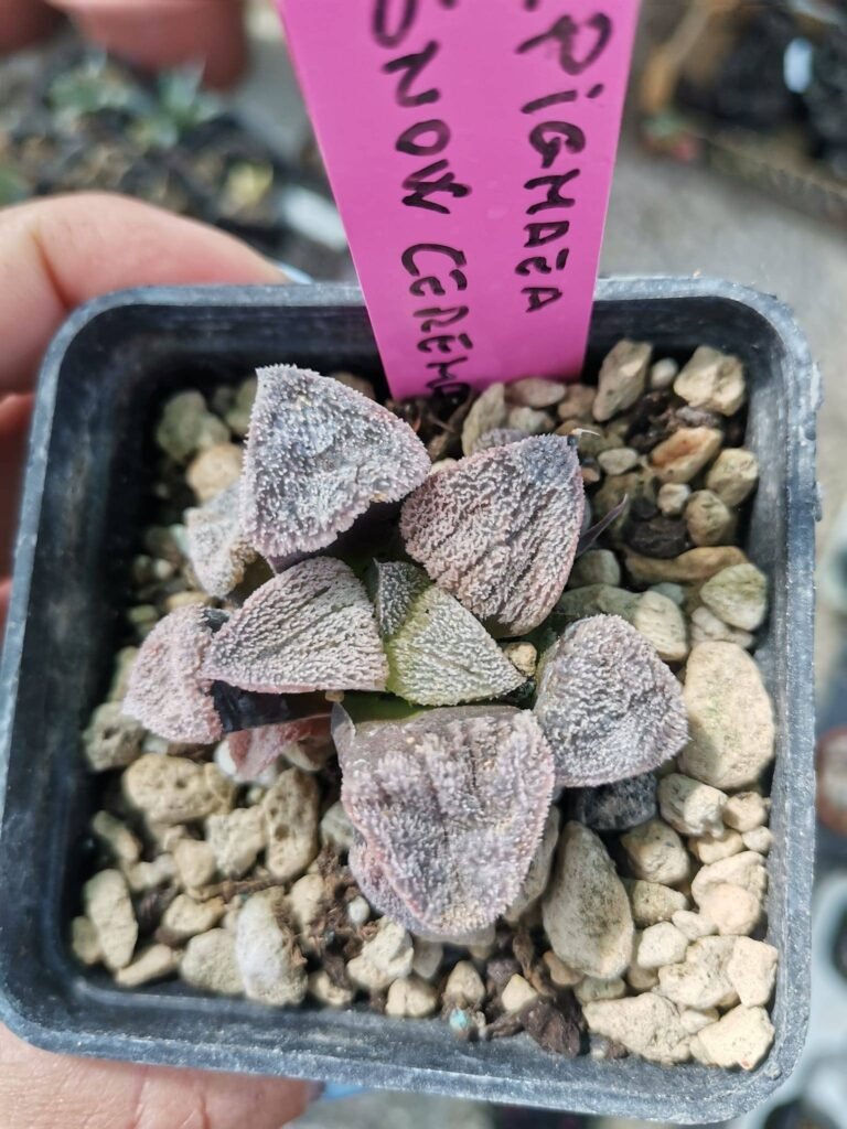 Haworthia Pygmaea snow ceremony