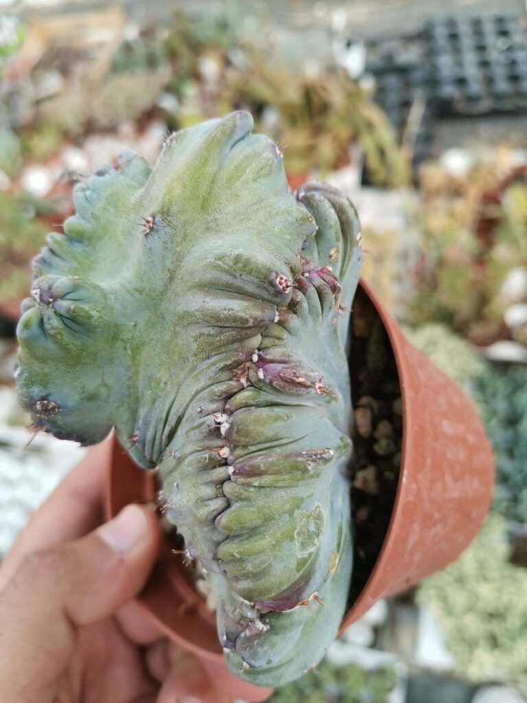 Myrtillocactus geom. Crestata F. Strictus Doppia Crestatura