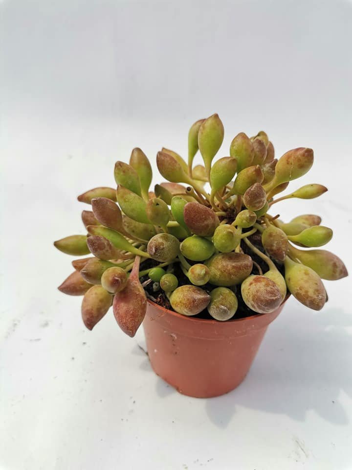 Adromischus Cristatus Clavifolius