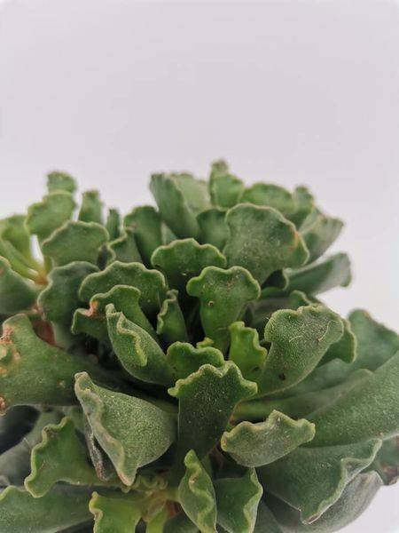 Adromischus Cristatus