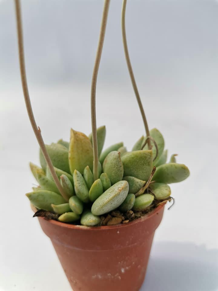 Adromischus Derust