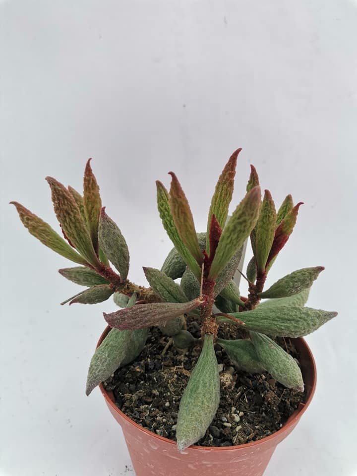 Adromischus Marianiae herrei Antidorcatum