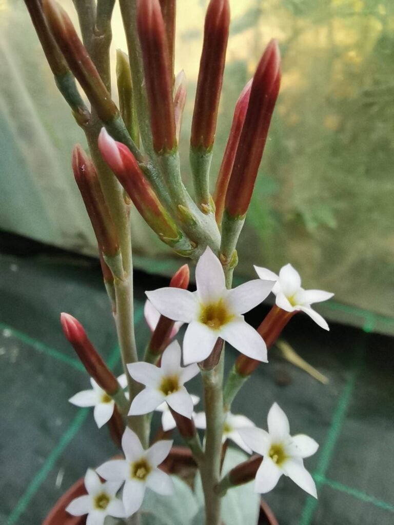 Adromischus Alstonii