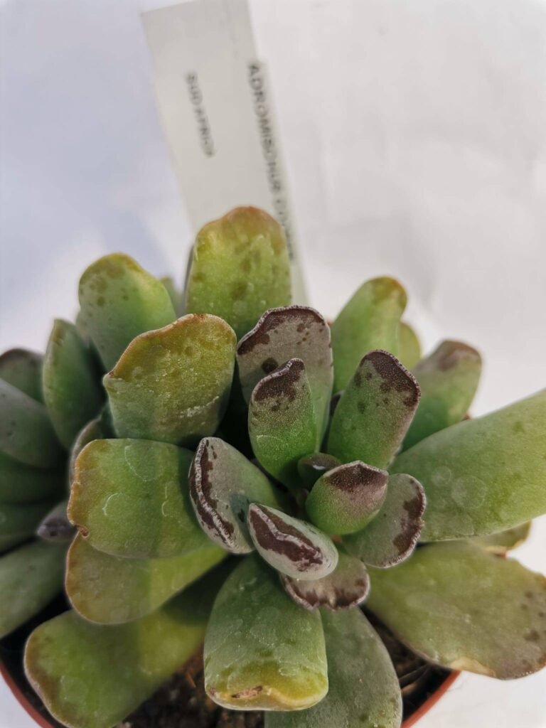 Adromischus Cooperi