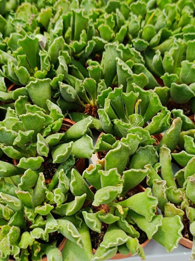 Adromischus Cristatus