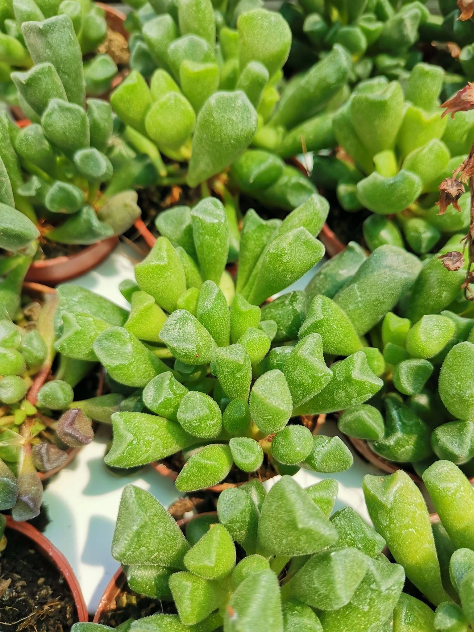 Adromischus Cristatus Schoenlandii