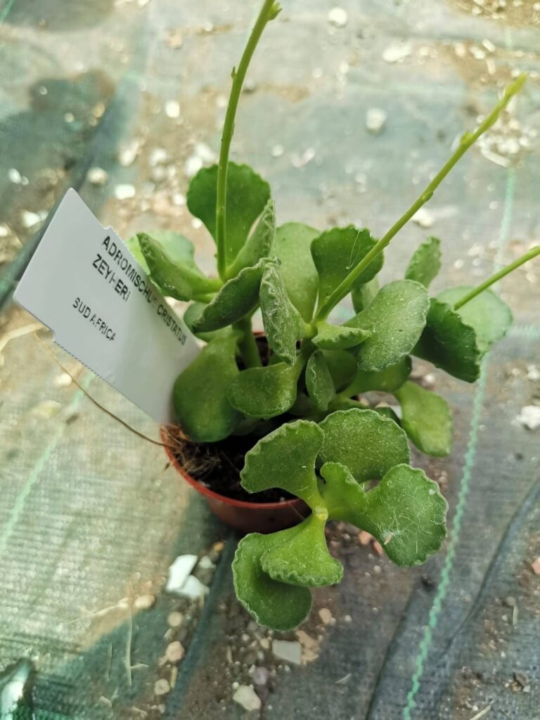 Adromischus Cristatus v. Zeheri