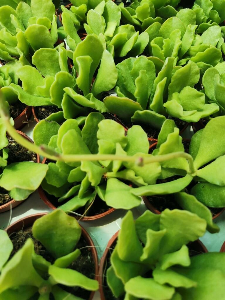Adromischus Cristatus v. Zeheri