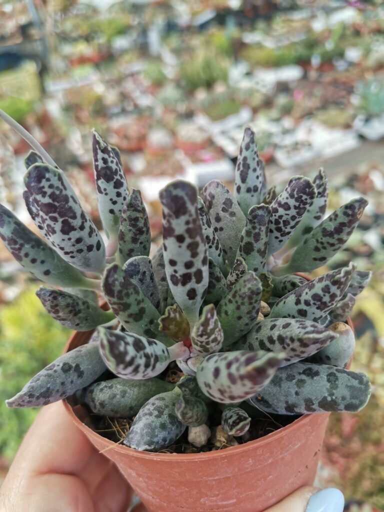Adromischus Filicaulis