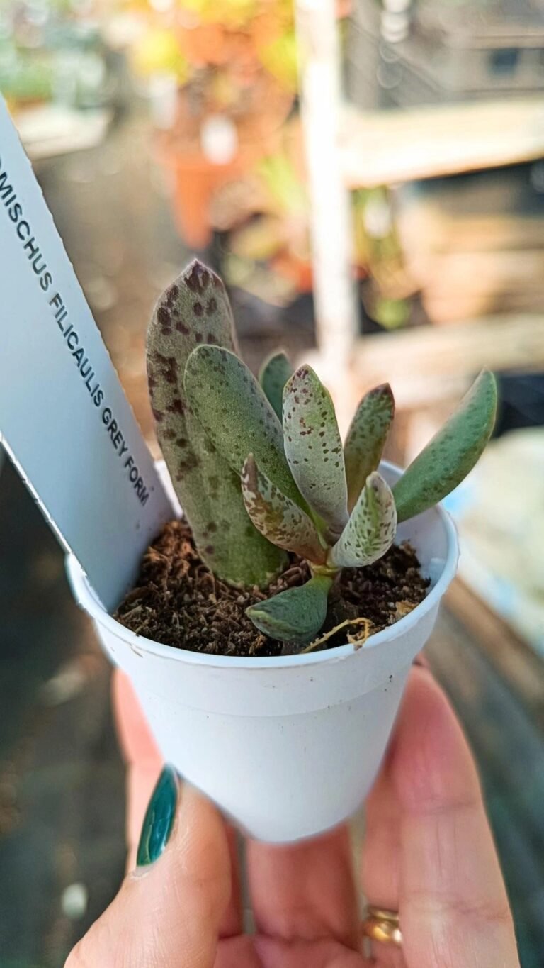Adromischus filicaulis grey form