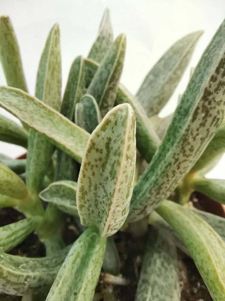 Adromischus Immaculatus Clanwilliam