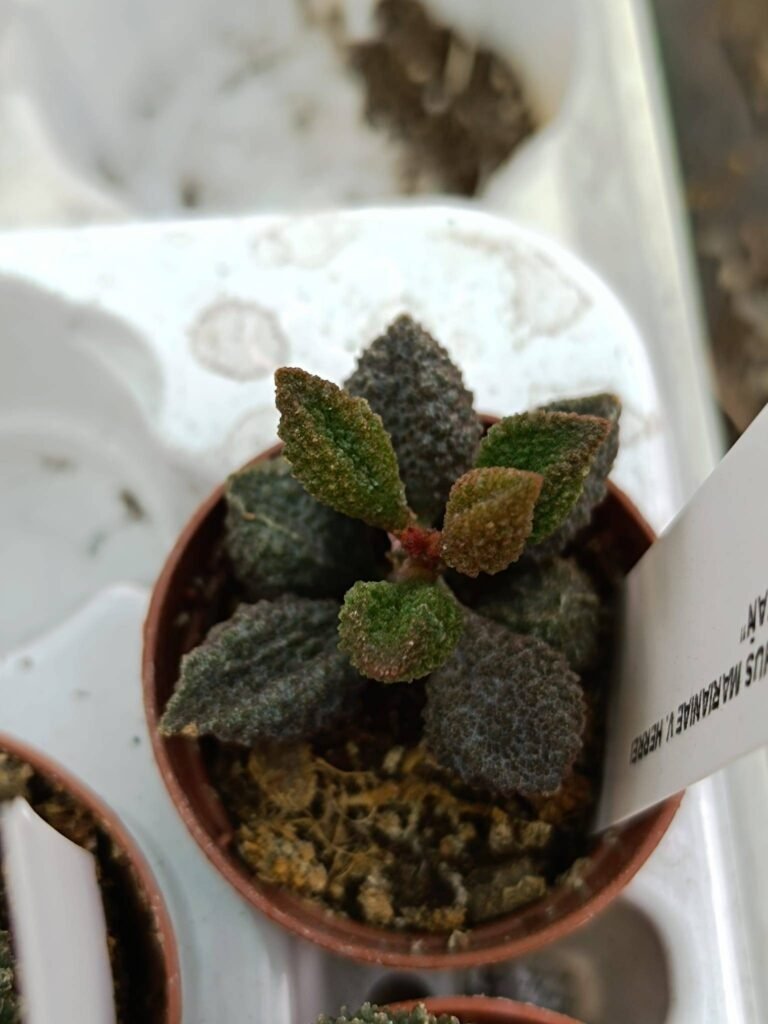 Adromischus Marianiae herrei cv Coffee Bean