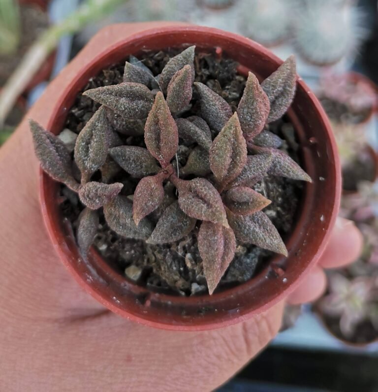Adromischus Marianiae Herrei