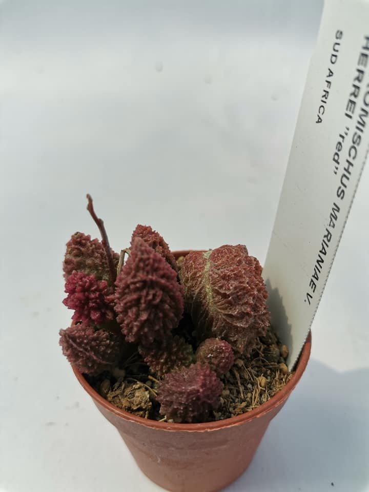 Adromischus Marianiae herrei Red