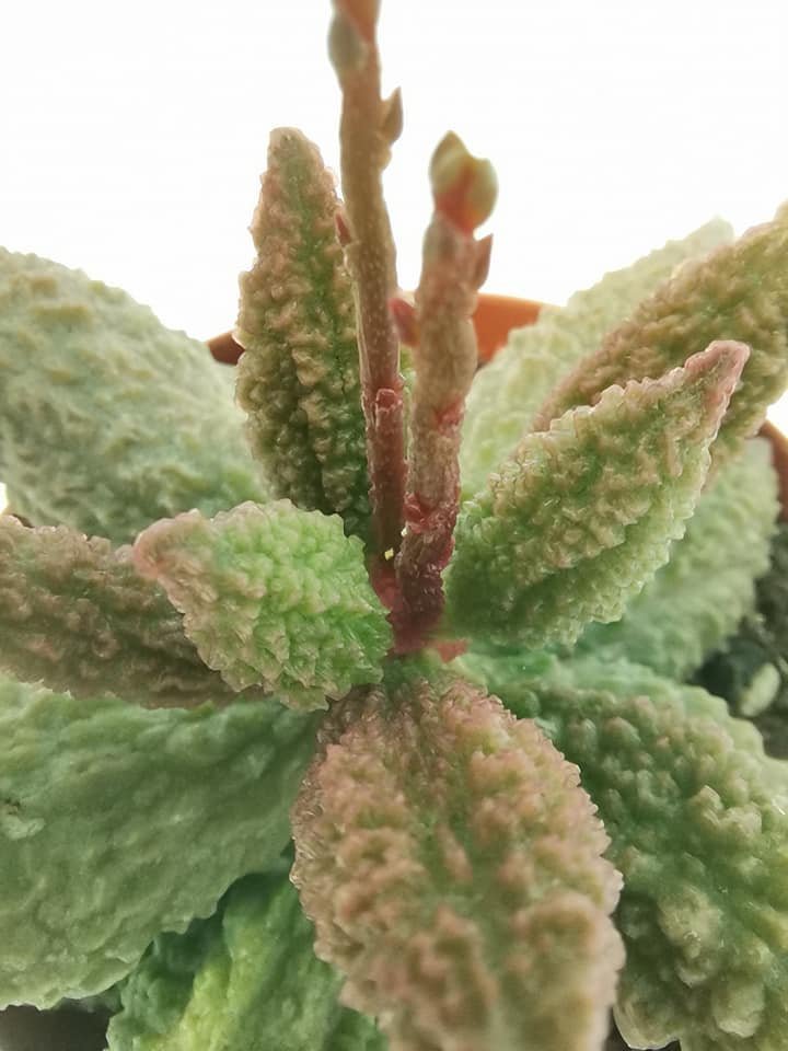 Adromischus Marianiae Herrei