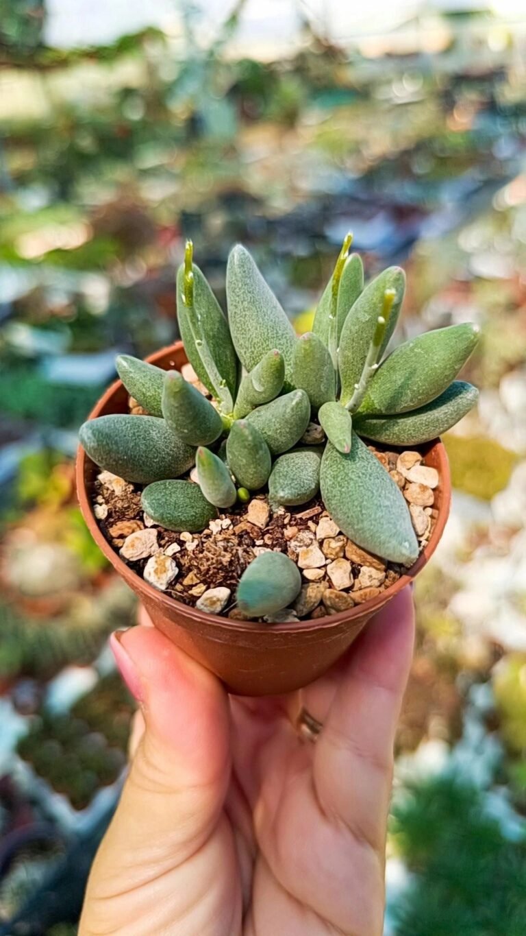 Adromischus marianiae v kubusensis