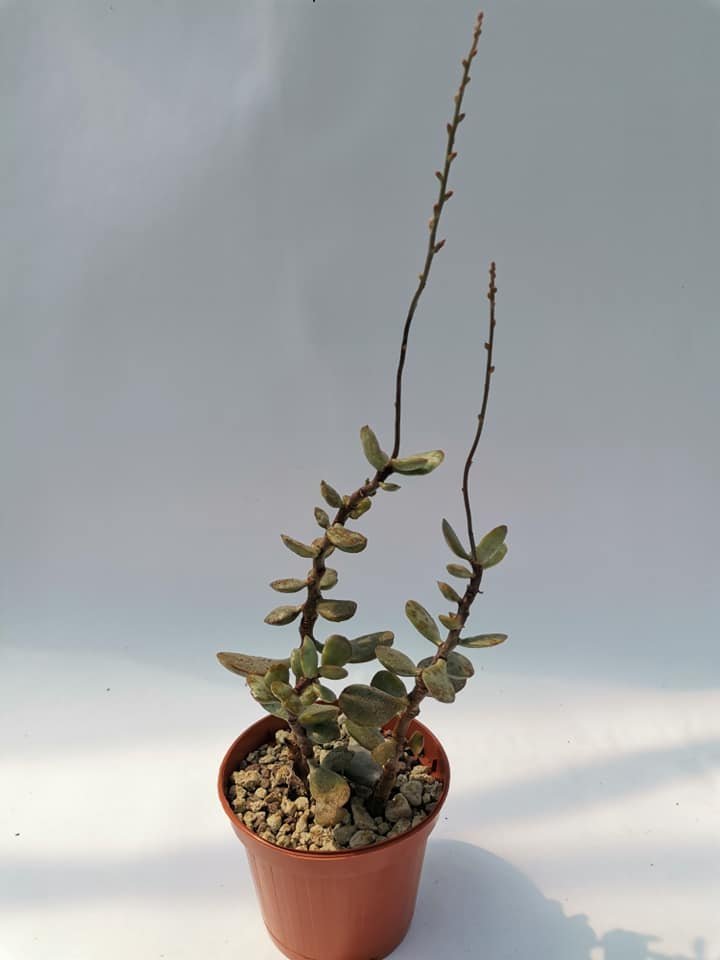 Adromischus Montium-Klinghardtii