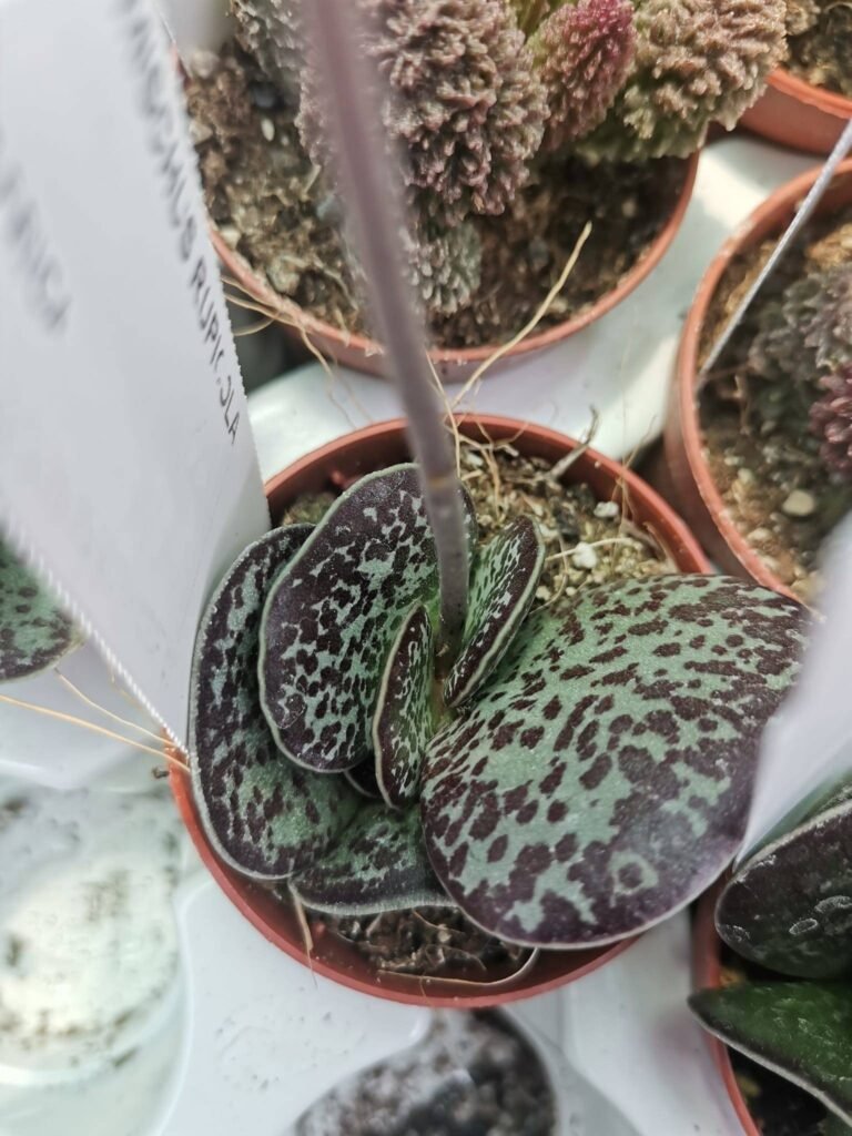 Adromischus Rupicola