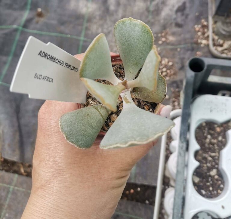 Adromischus Triflorus