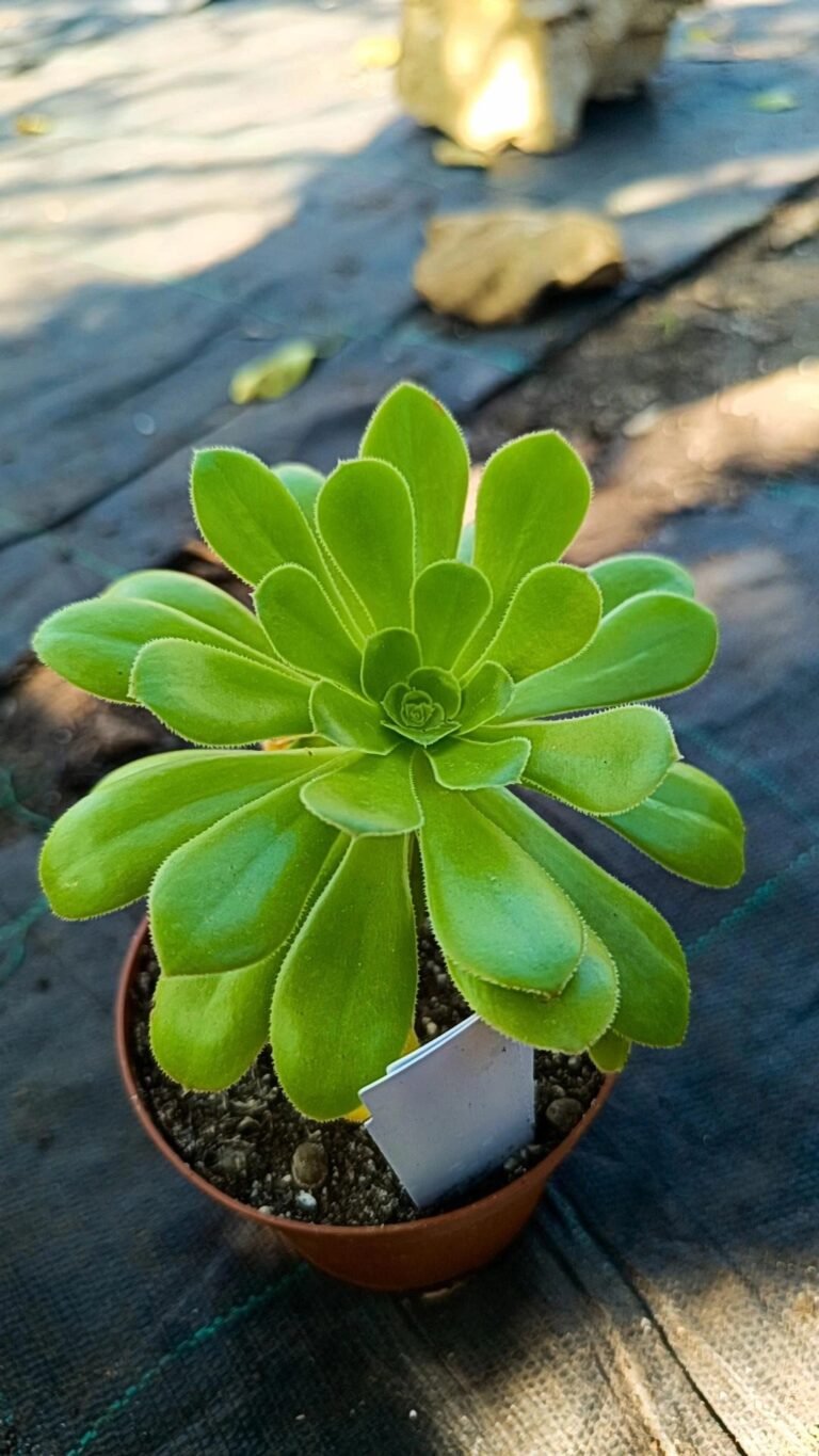 Aeonium Arboreum Green