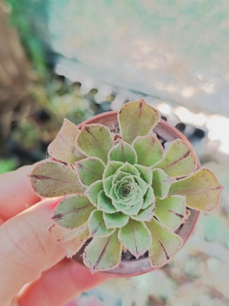 Aeonium Arboreum v rubrolineatum