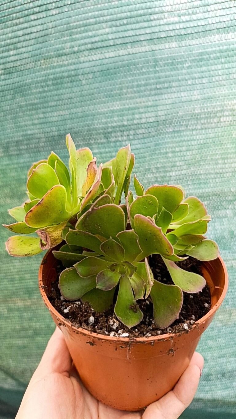 Aeonium Athena