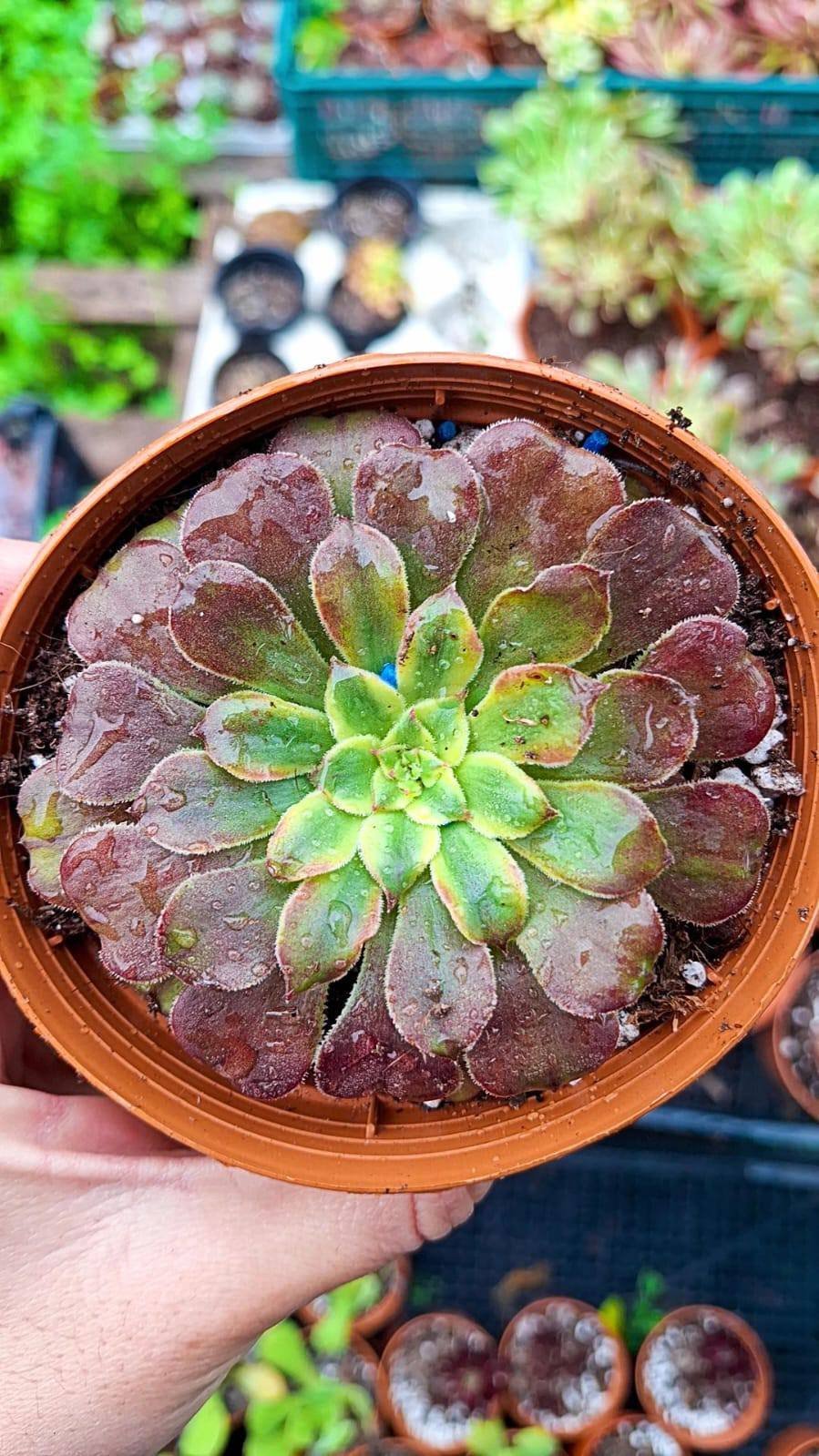 Aeonium Czar korean