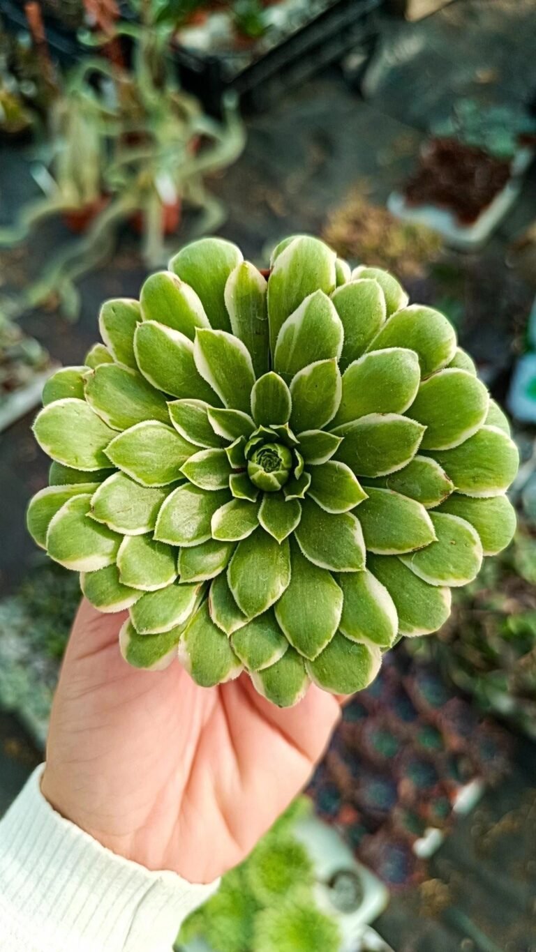 Aeonium Emerald Ice variegata
