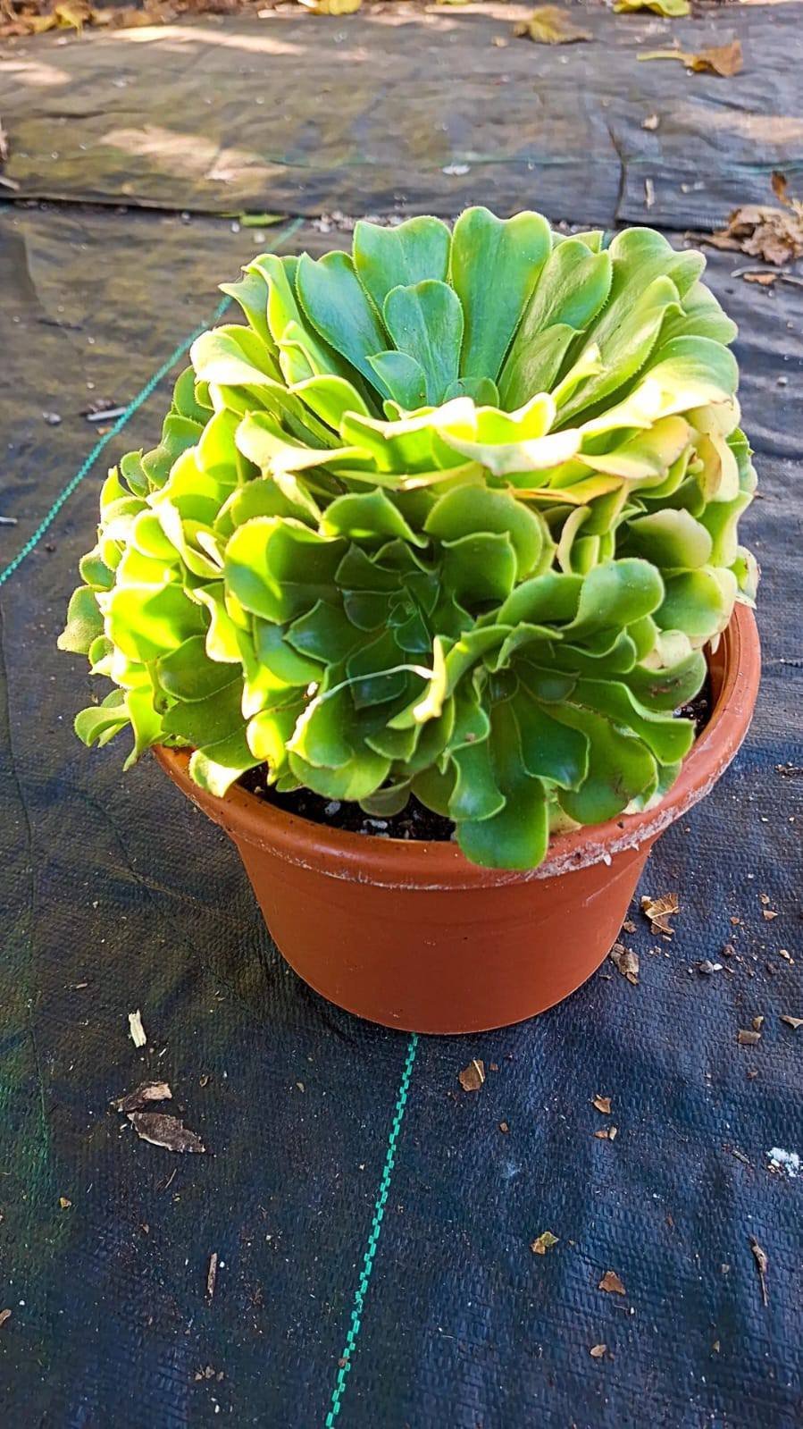 Aeonium Gold Emerald Variegata cluster