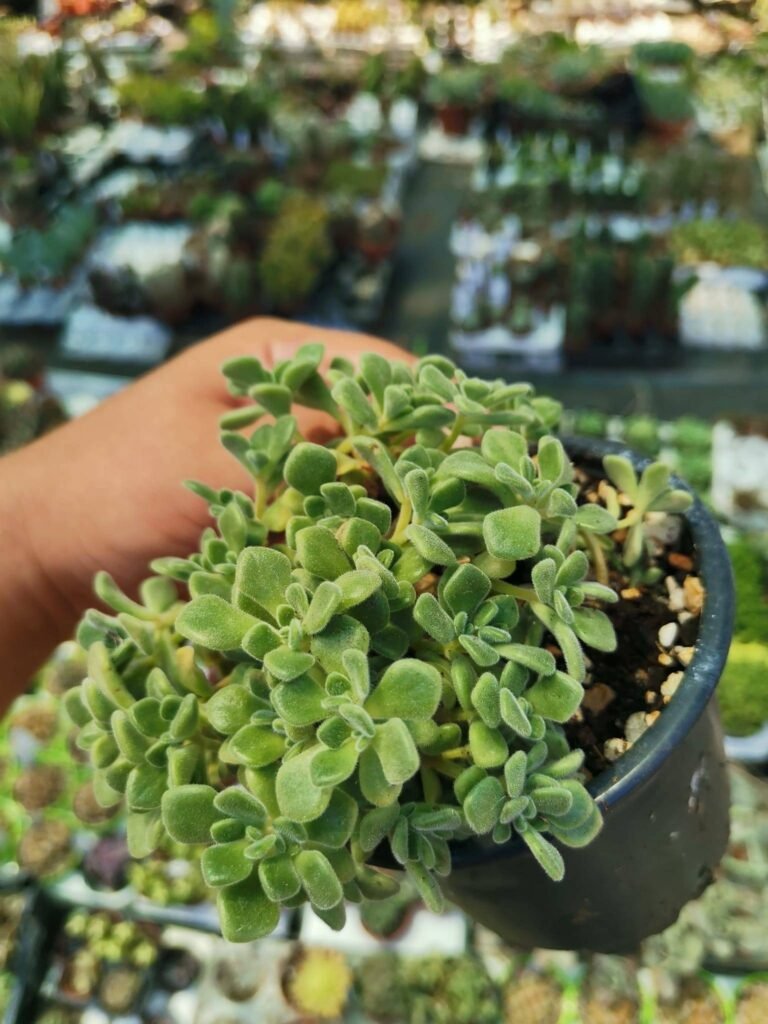 Aeonium Lindleyi