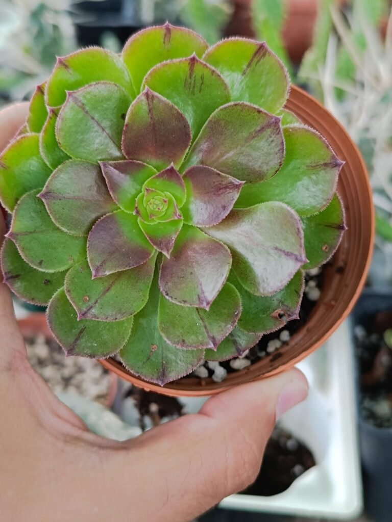 Aeonium Madeira Rose