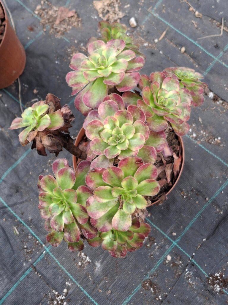 Aeonium Mardi Grass Big