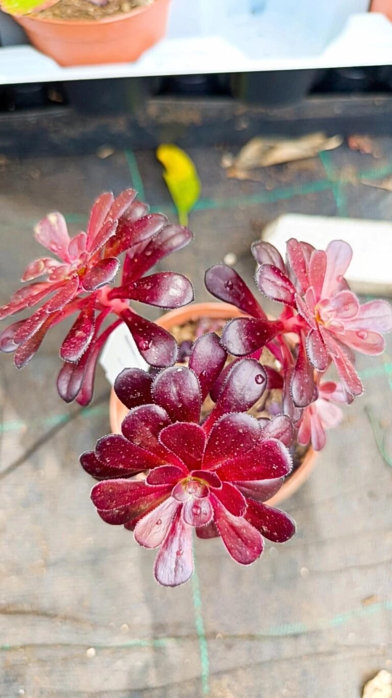 Aeonium Arboreum Nigrum