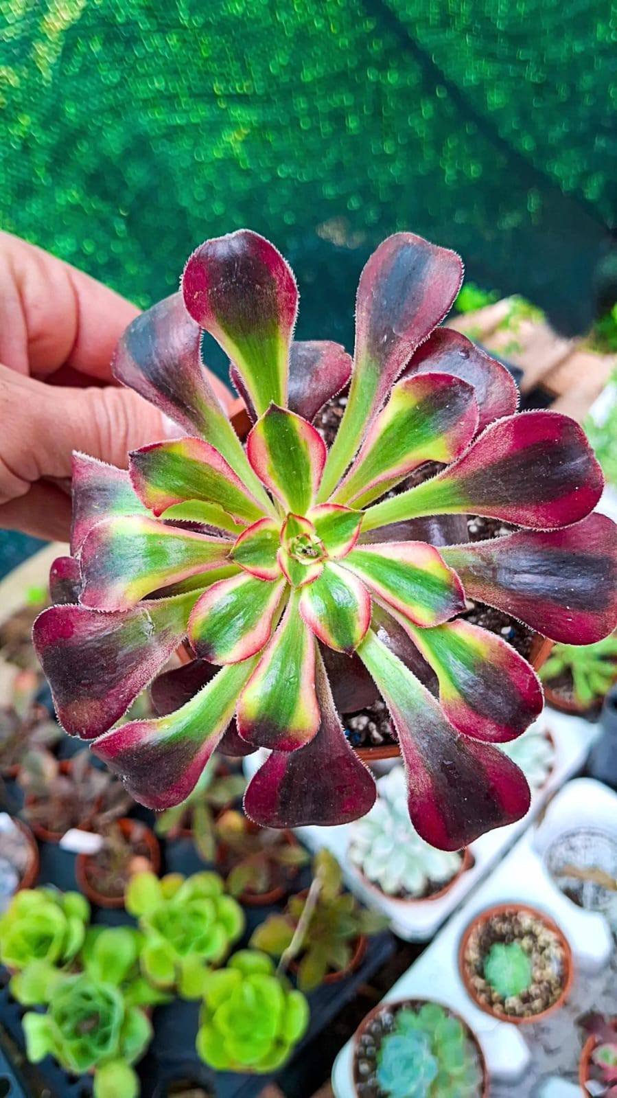 Aeonium Pink Chanel korean