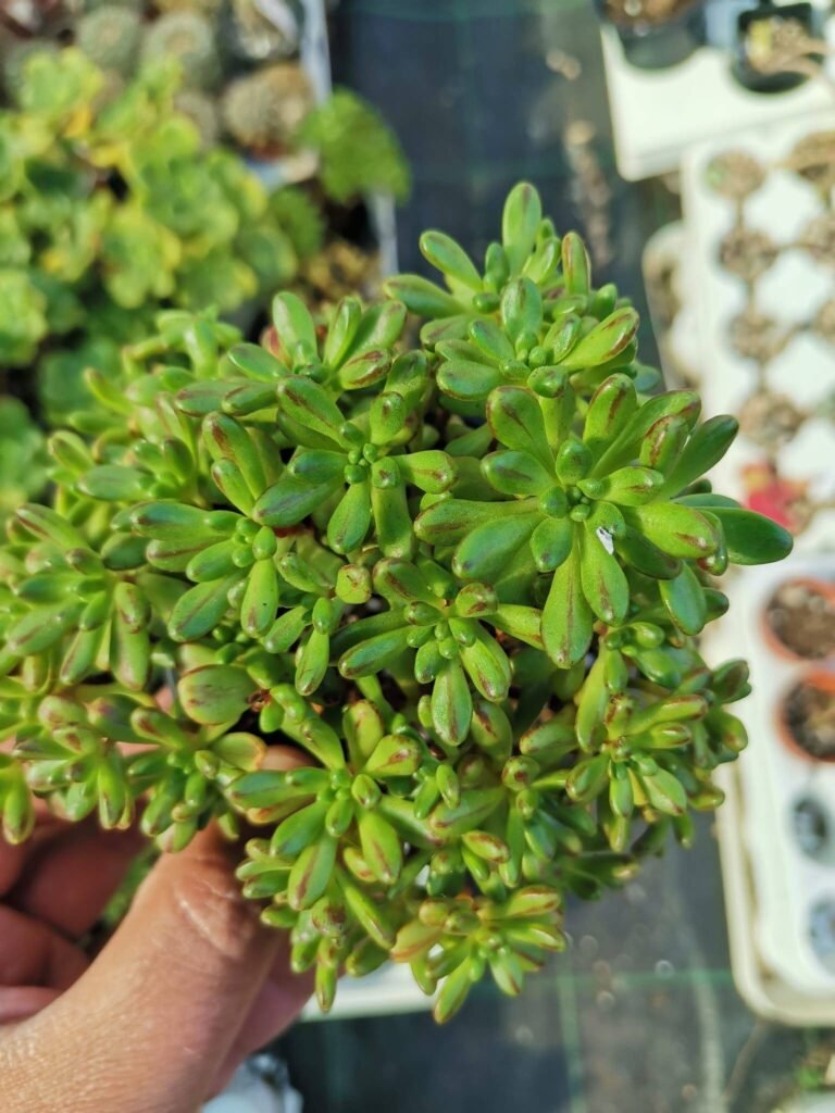 Aeonium Sedulifolium