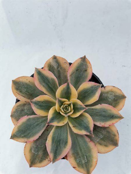 Aeonium cv Sunburst Variegata